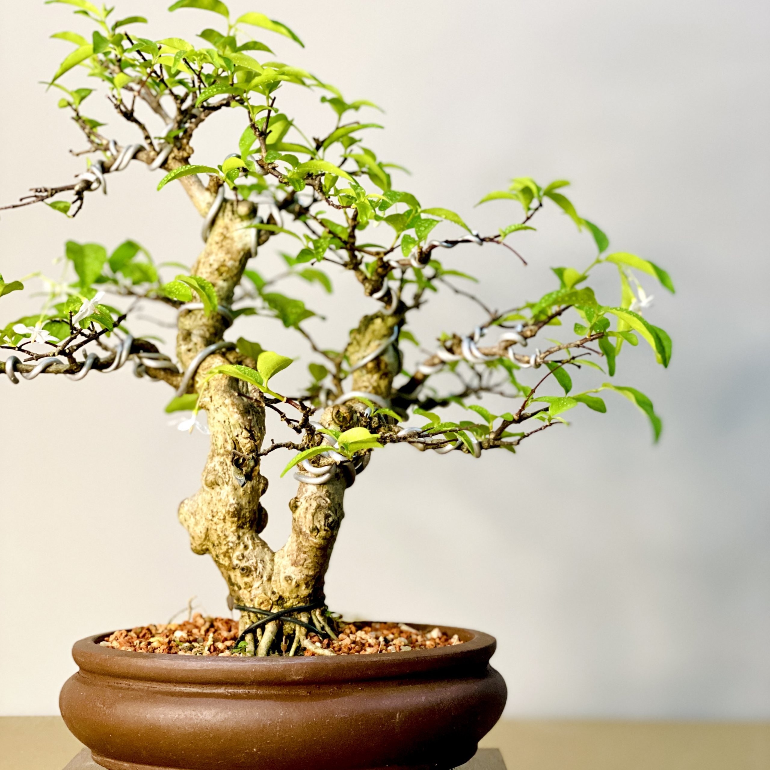 Wrightia Religiosa Small 水梅 小品 Bonsai Ren