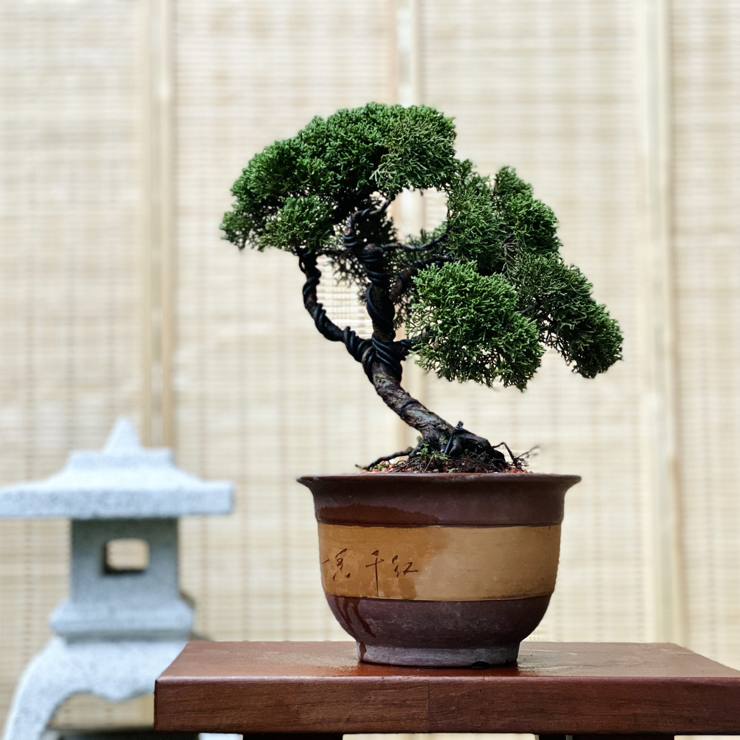 Shimpaku (Japanese Juniper-medium) 日本真柏(中品) - Bonsai Ren