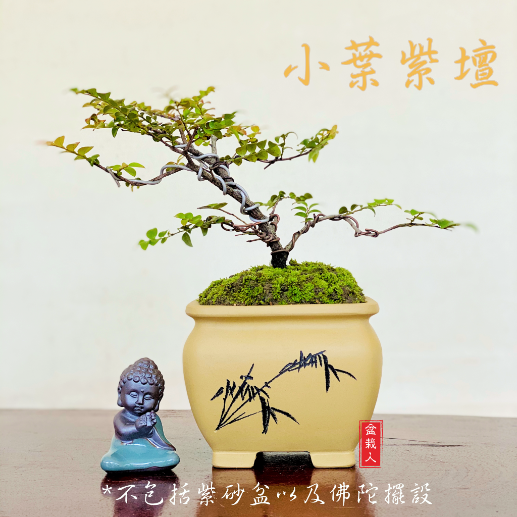 Pterocarpus Santalinus (small) 小叶紫檀盆栽 (小品) - Bonsai Ren