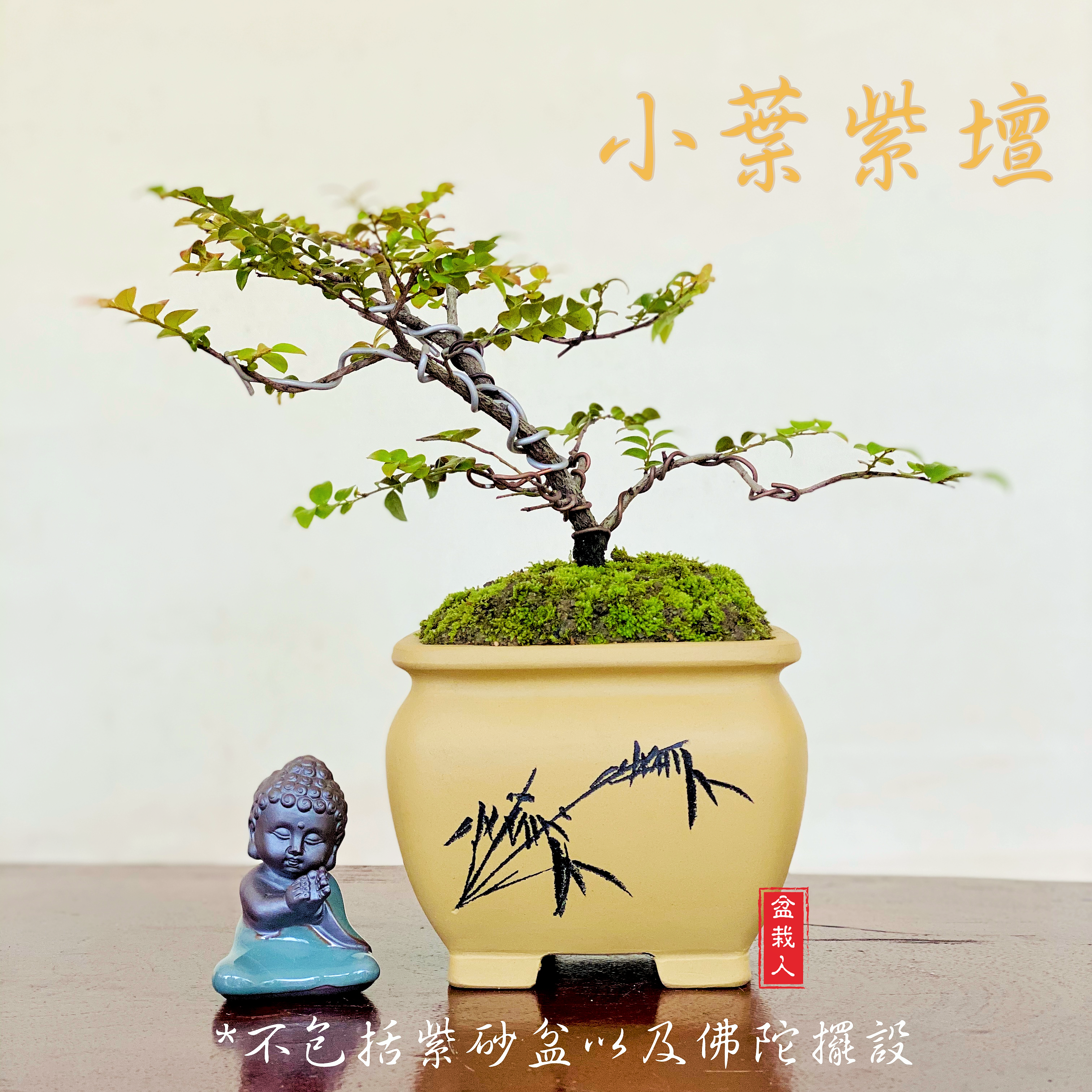 Pterocarpus Santalinus (small) 小叶紫檀盆栽 (小品)