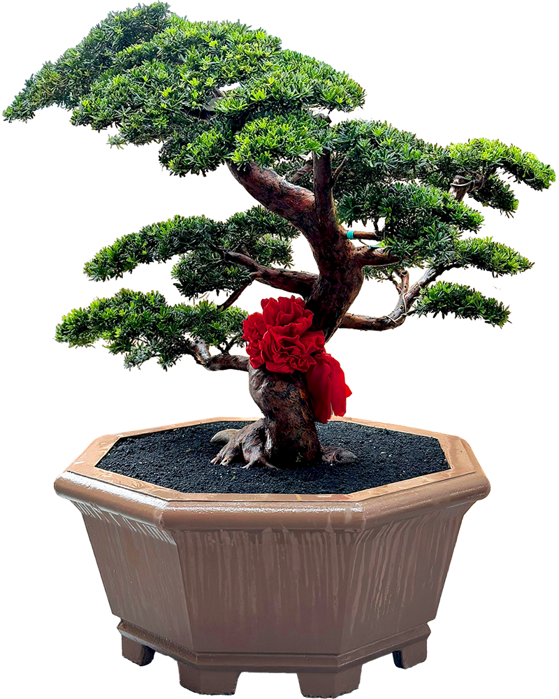 podocarpus benefit