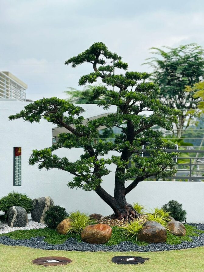 costalis-podocarpus-landscaping-selayang-sierra-one-3