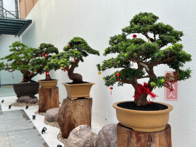 professional-bonsai-garden-installation-services