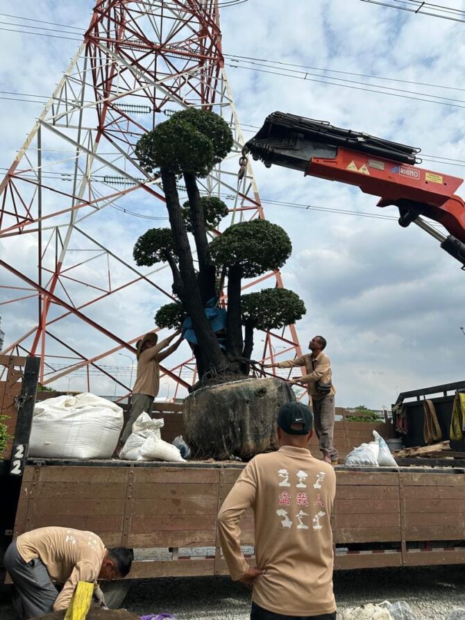 giant-tako-tree-landscaping-mont-kiara-1